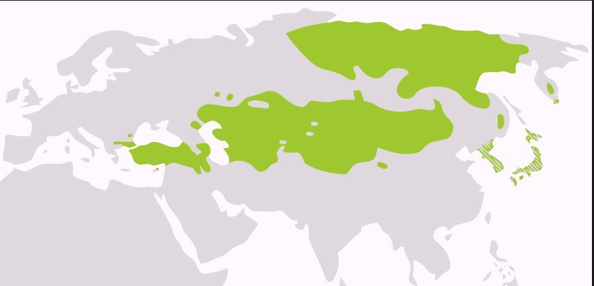 阿尔泰语系分布图